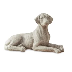 Hund Socrate