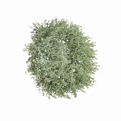 Kranz Senailly